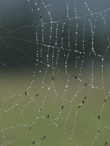 Telaraña