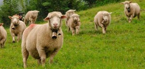 pequeno-rebano-de-ovejas-pastando-705