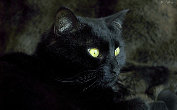 gato-negro-y-ojos-amarillos-7704