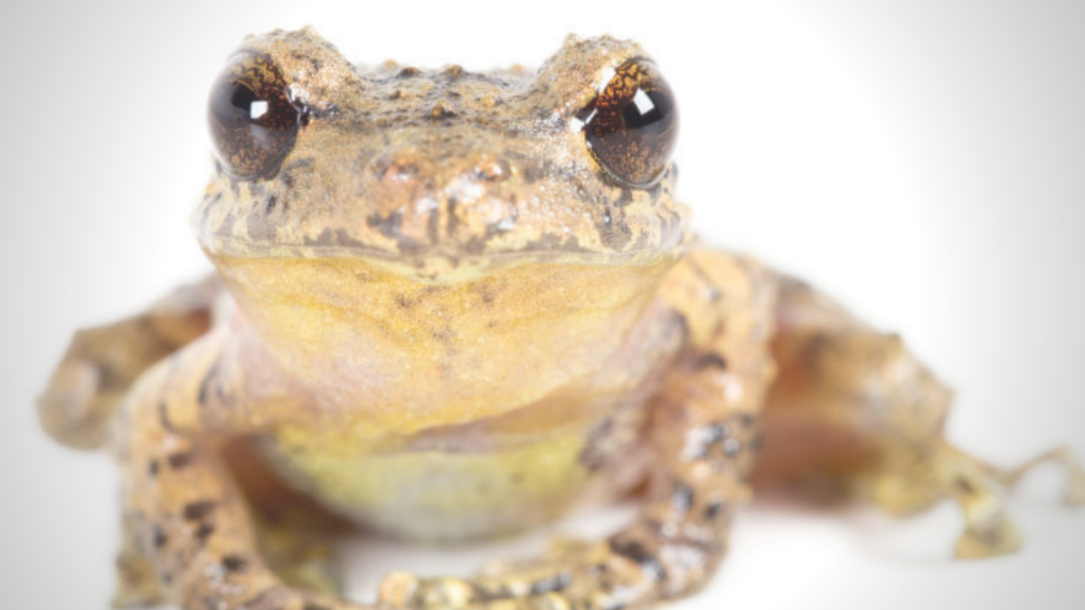 ranas