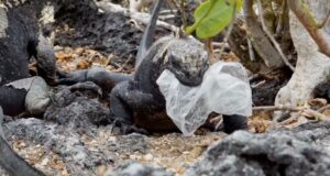 basura en Galápagos