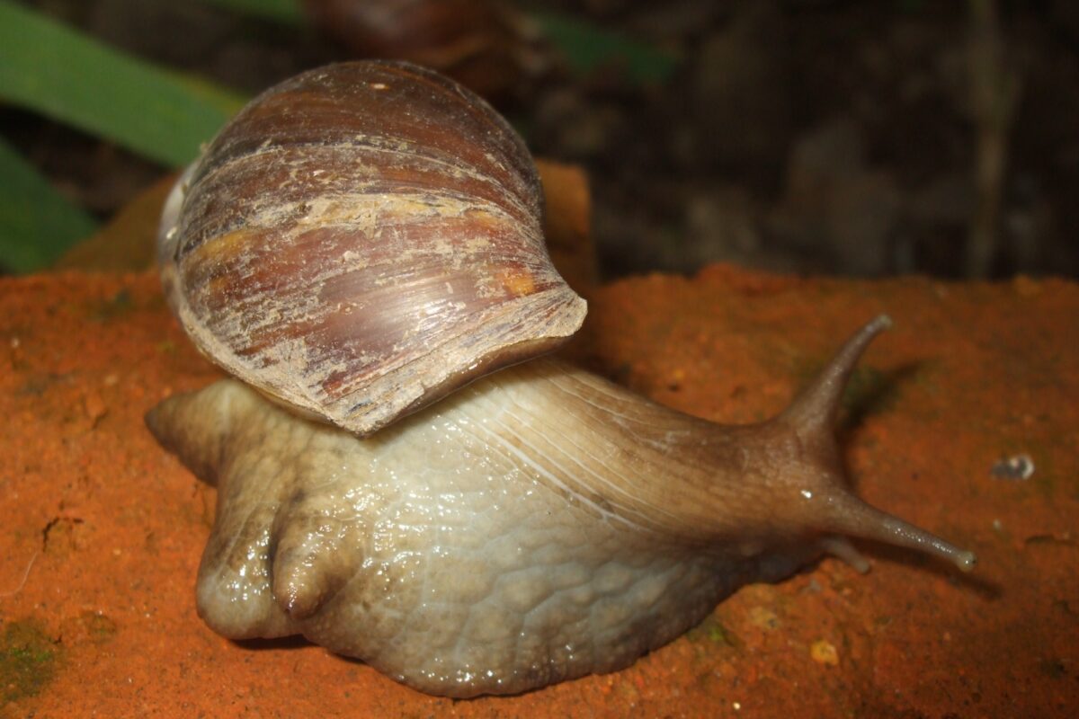 caracol africano