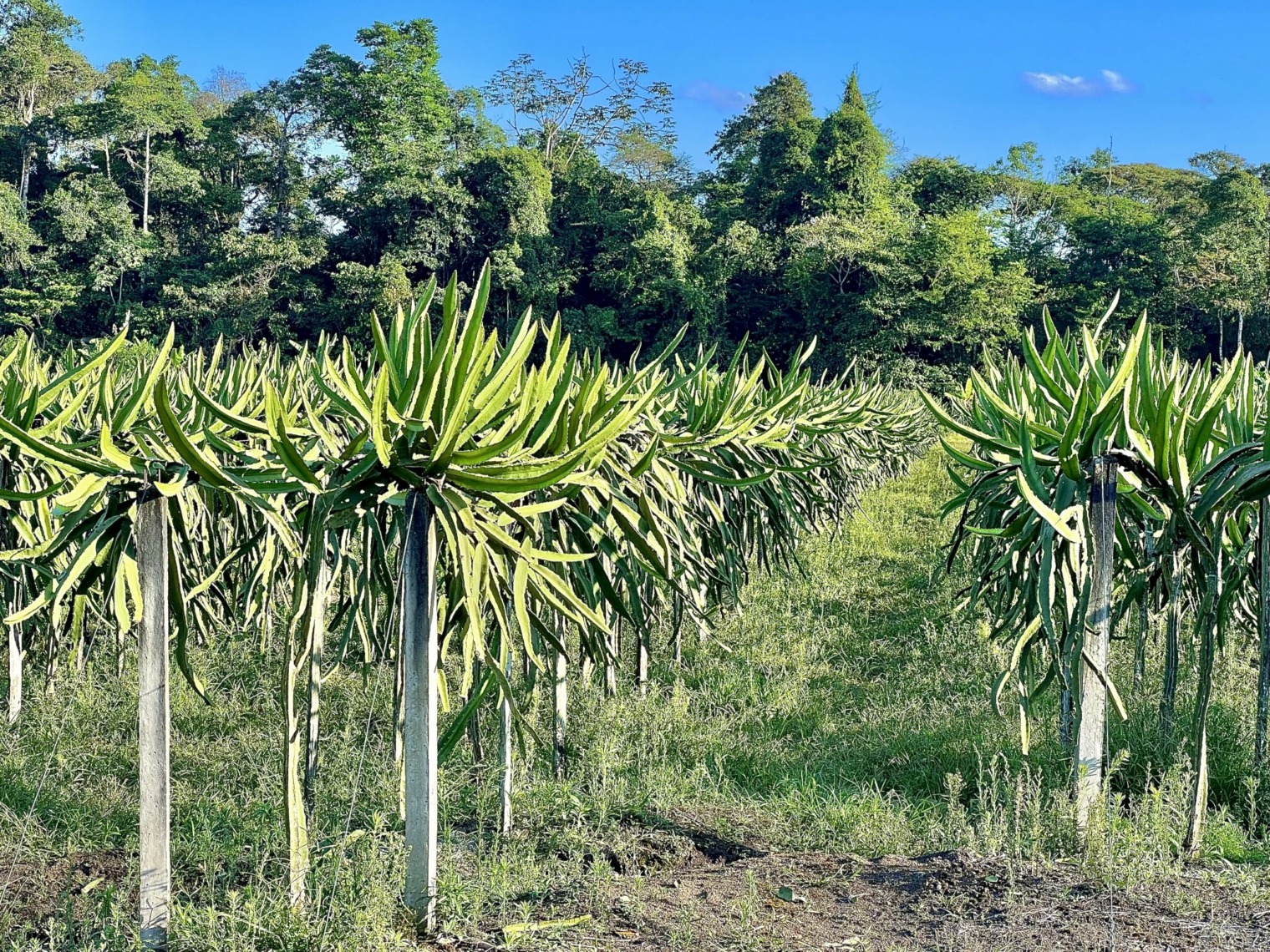 pitahaya