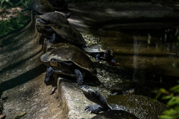 tortugas charapa