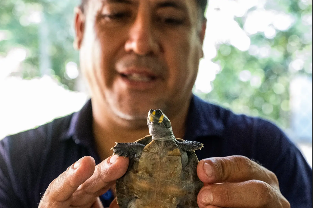 tortugas charapa