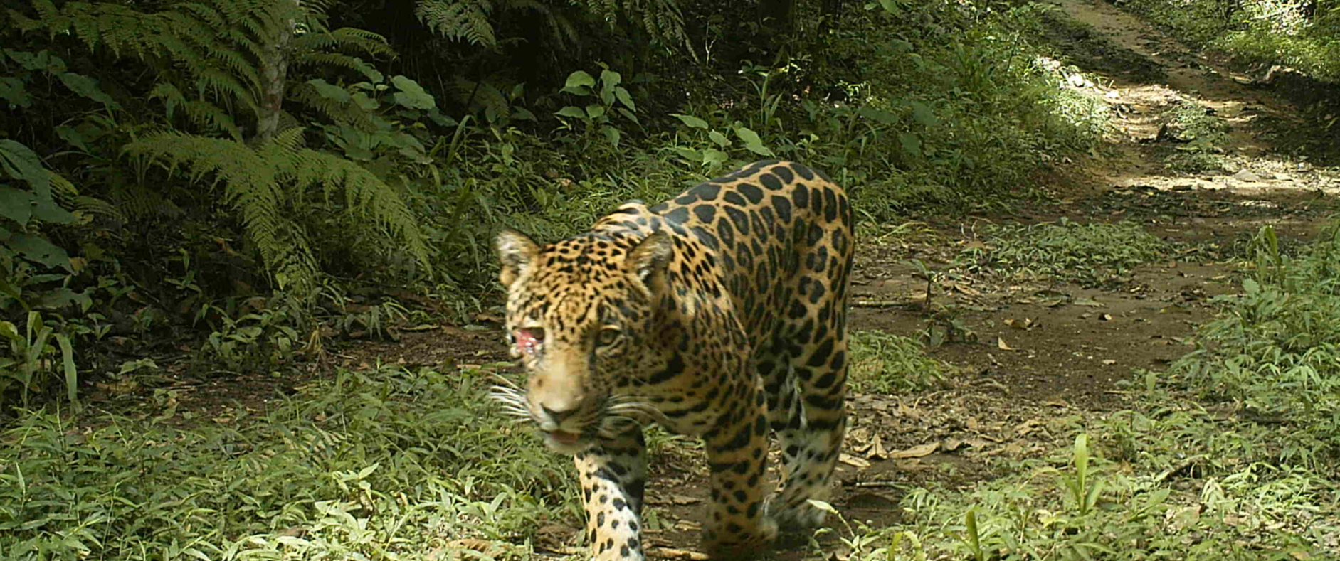 jaguar