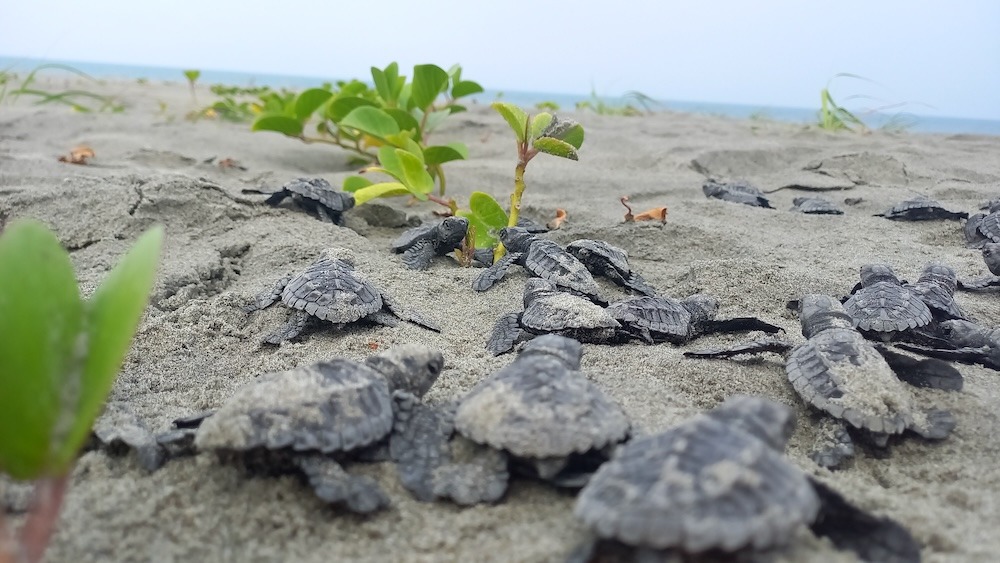 Día Mundial de las Tortugas Marinas